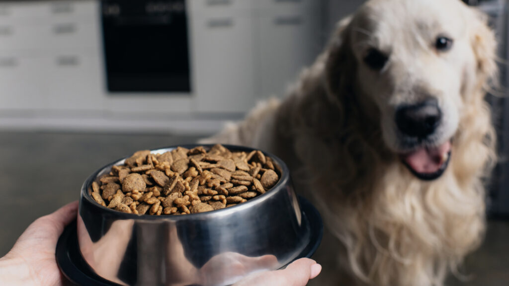 Dog food